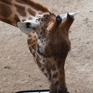 Kordofan giraffe (Giraffa camelopardalis antiquorum)