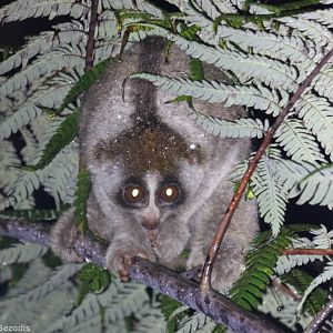 Sunda Slow Loris - Fraser's Hill
