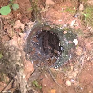 Tarantula in Burrow - Fraser's Hill