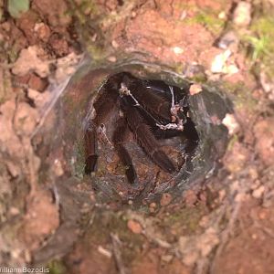 Tarantula in Burrow - Fraser's Hill