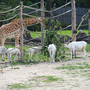 Kordofan giraffe (Giraffa camelopardalis antiquorum) and addax (Addax nasomaculatus) feeding on browse