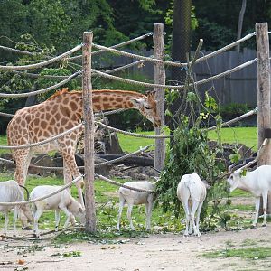 Kordofan giraffe (Giraffa camelopardalis antiquorum) and addax (Addax nasomaculatus) feeding on browse
