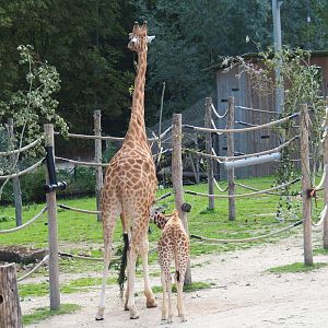 Kordofan giraffes (Giraffa camelopardalis antiquorum) Barbie and Twiga