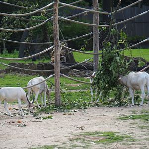Addax (Addax nasomaculatus) feeding on browse