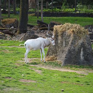 Addax (Addax nasomaculatus) eating hay
