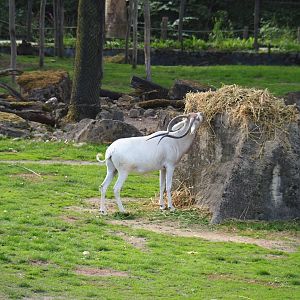 Addax (Addax nasomaculatus) eating hay