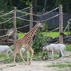 Kordofan giraffe Twiga walking past by the addax