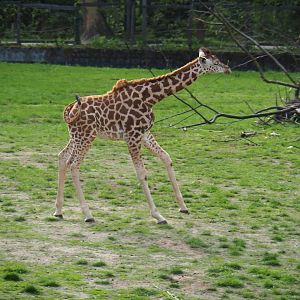 Kordofan giraffe Twifa running around