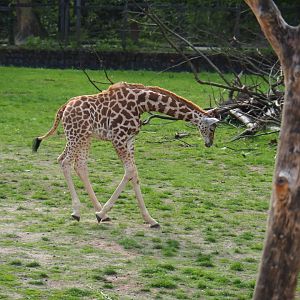 Kordofan giraffe Twifa running around