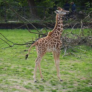 Kordofan giraffe Twifa standing and licking