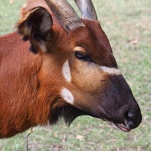 Eastern bongo (Tragelaphus eurycerus isaaci)