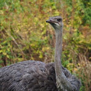 Ostrich (Struthio camelus)