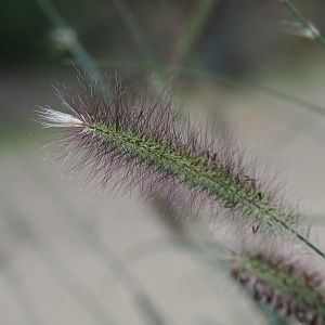 Chinese fountaingrass (Pennisetum alopecuroides 'Hameln') flowering spike