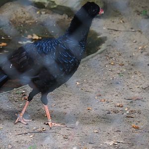 Crestless curassow (Mitu tomentosum)