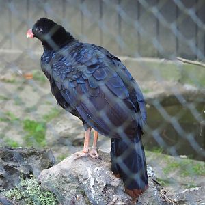 Crestless curassow (Mitu tomentosum)