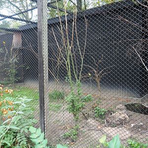 Aviary sun conure/crestless curassow/guira cuckoo