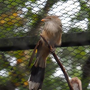 Guira cuckoo (Guira guira)