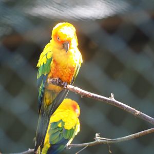 Sun conure (Aratinga solstitialis)