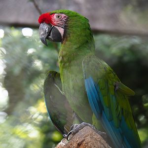 Mexican military macaw (Ara militaris mexicana)