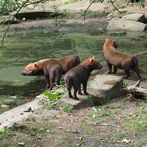 Bush dogs (Speothos venaticus)