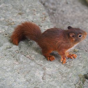 Young wild  Eurasian red squirrel (Sciurus vulgaris)