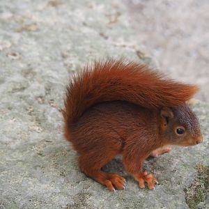 Young wild  Eurasian red squirrel (Sciurus vulgaris)