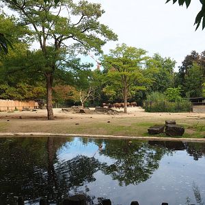 American plains bison/Rocky mountain elk prairie