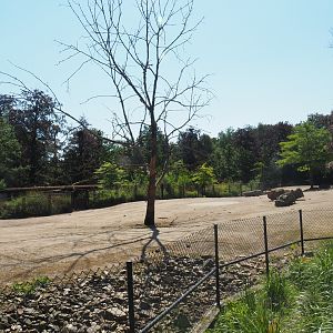 American plains bison/Rocky mountain elk prairie