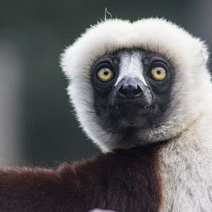 Coquerel's Sifaka
