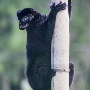 Blue-Eyed Black Lemur