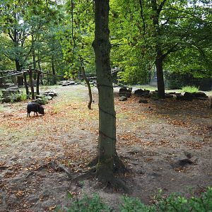 Chacoan peccary/Ring-tailed coati/White-nosed coati exhibit
