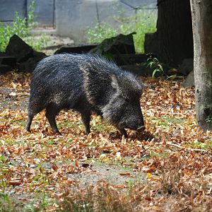 Chacoan peccary (Catagonus wagneri)