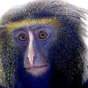 Hamlyn's owl-faced monkey; Antwerp; 8th September 2018