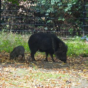 Chacoan peccary (Catagonus wagneri) with piglet