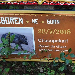 Birth sign - Chacoan peccary born July 28th, 2018