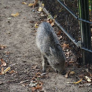 Chacoan peccary (Catagonus wagneri) piglet