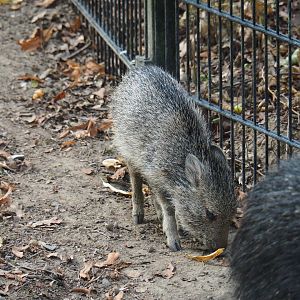 Chacoan peccary (Catagonus wagneri) piglet