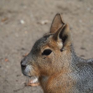 Patagonian mara (Dolichotis patagonum)