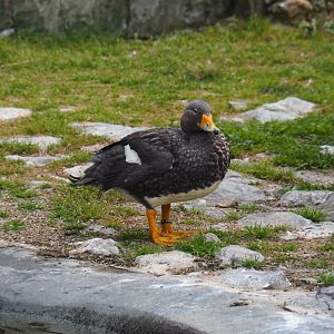 Magellanic flightless steamer duck (Tachyeres pteneres)