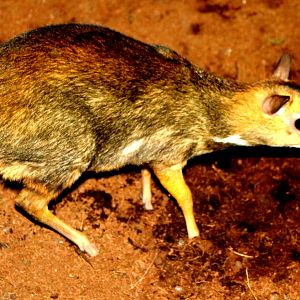 Balabac chevrotain; Antwerp; 8th September 2018