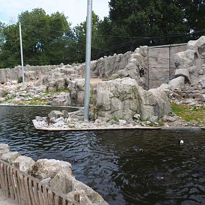 Humboldt penguin (Spheniscus humboldti) exhibit