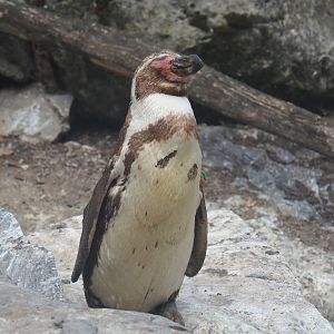 Humboldt penguin (Spheniscus humboldti)