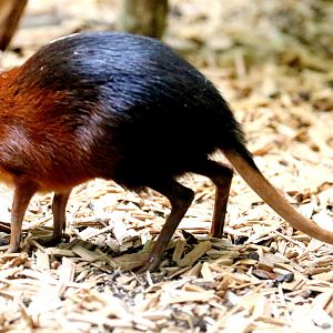 Black & rufous elephant shrew; Antwerp; 8th September 2018