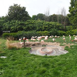 Chilean flamingo enclosure in the Chilean aviary