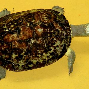 Branderhorst's turtle; Antwerp; 7th September 2018