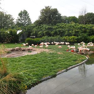 Chilean flamingo enclosure in the Chilean aviary