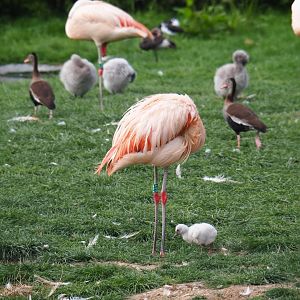 Chilean flamingo (Phoenicopterus chilensis) with young chick