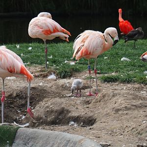 Chilean flamingo (Phoenicopterus chilensis) with young chick