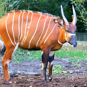 Bongo; Antwerp; 7th September 2018