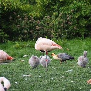 Chilean flamingo (Phoenicopterus chilensis) chicks